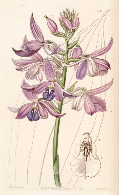 Calanthe sylvatica von Miss Drake
